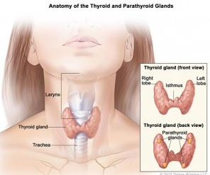 obat kelenjar tiroid alami